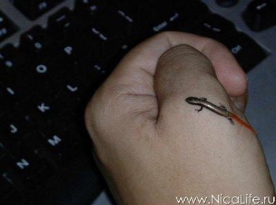 1.11 Саламандра