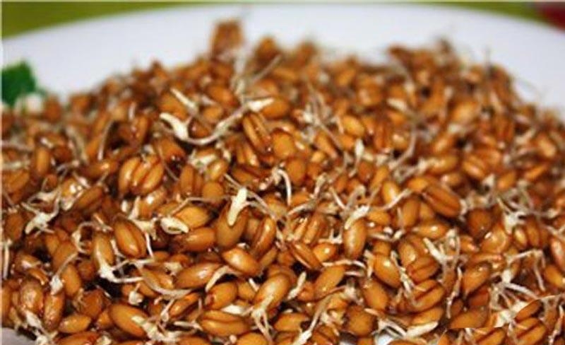 пророщенная пшеница