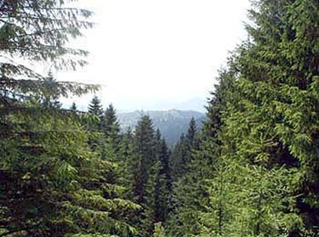 лесной комплекс мирового хозяйства