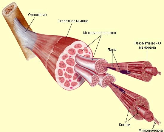 1.4 Мышечная ткань