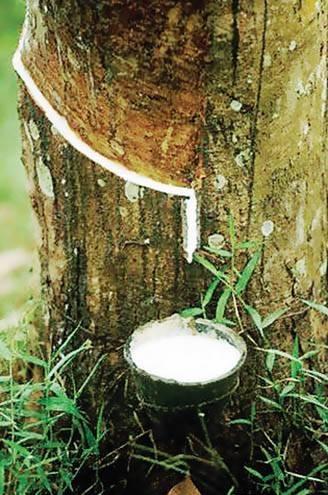 25. Каучук